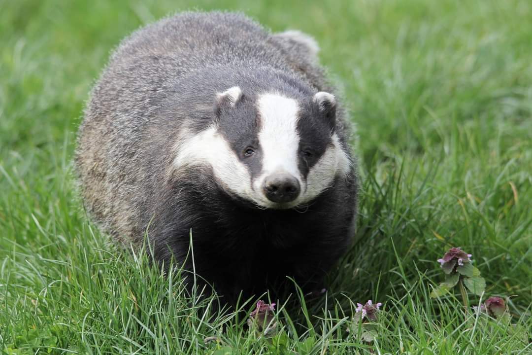 Badger Cam 1: Introducing Madge the badger