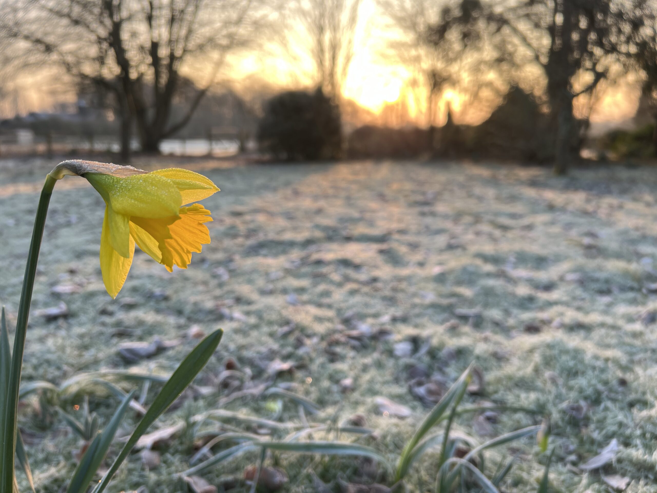 Embrace Spring’s Splendor: The Daffodil Bloom at Little Park Farm